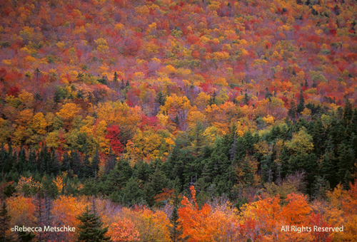 Bretton Woods Hillside